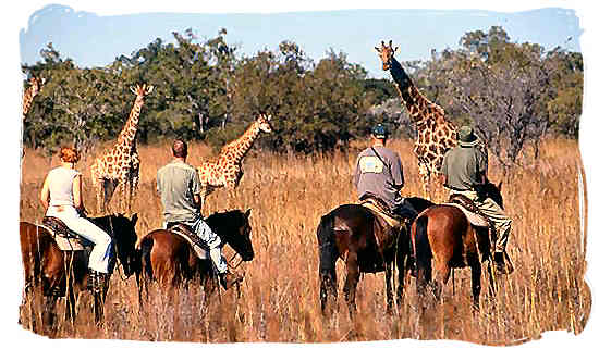 Discovering the African bushveld and its wildlife on horseback