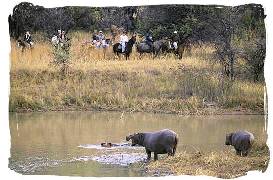 Horseback safari - Mabula game lodge