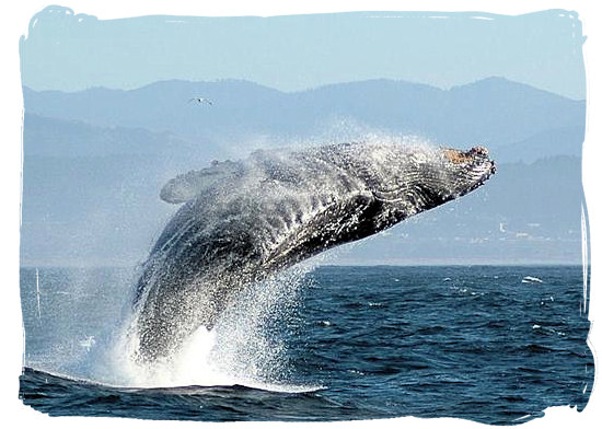 Humpback Whale breaching - The Addo Elephant National Park, National Parks in South Africa
