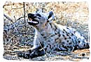 Hyena