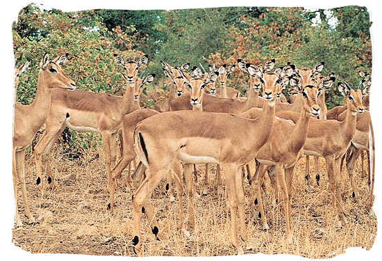 Herd of Impala keeping a watchful eye on you - Kruger National Park Camps, Kruger National Park, Map, Tours, Safaris