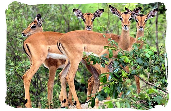 The ubiquitous Impala - Shimuwini bushveld camp, Kruger National Park