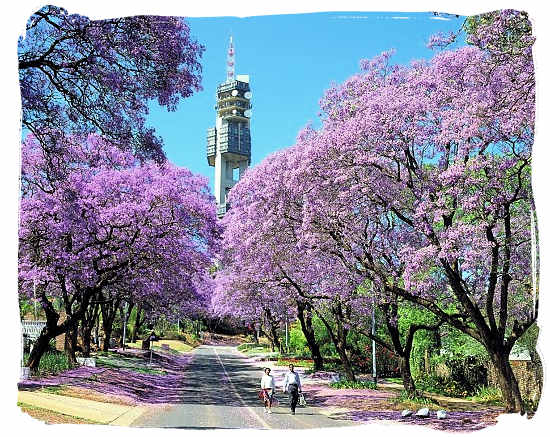 Flowering Jacaranda trees in Pretoria