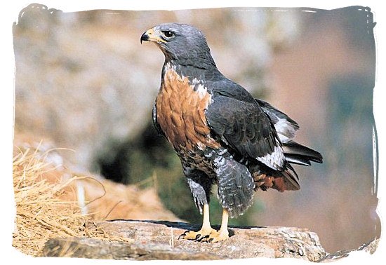 The Jackal Buzzard - Marakele Park in South Africa