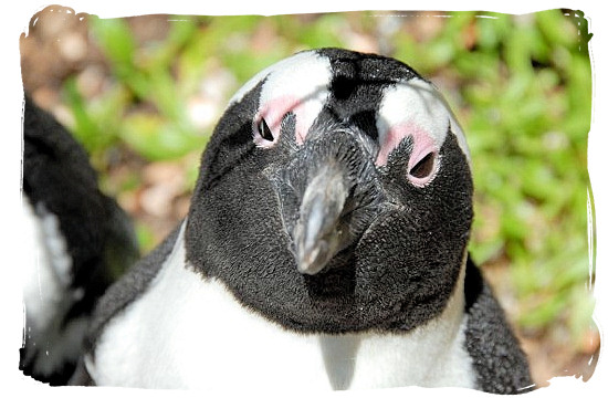 Face to face with a Jackass Penguin on Boulders Beach - Table Mountain National Park near Cape Town in South Africa