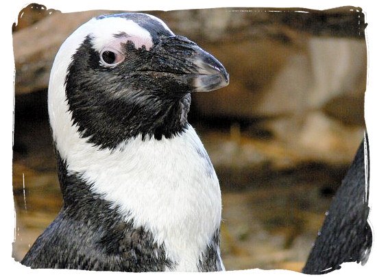 Profile of a Jackass penguin - Cape Town holiday attractions, Table Mountain National Park