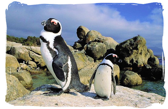 Pair of Jackass penguins loitering around Boulders beach - Cape Town holiday attractions, Table Mountain National Park