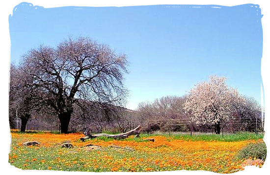 Flowering desert after some good rains near the town of Kakamas, 40km from Augrabies