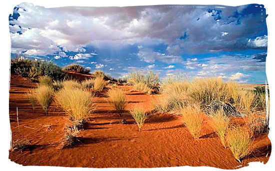 Kalahari semi-desert landscape - Kgalagadi Transfrontier Park in the Kalahari