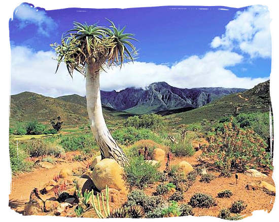 Karoo landscape - Camdeboo National Park (previously Karoo Nature Reserve