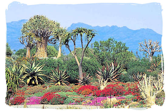 The Karoo National Park South Africa, Little Karoo, Great Karoo - Typical Karoo plant life on show in the National Karoo Botanical Gardens at Worcester