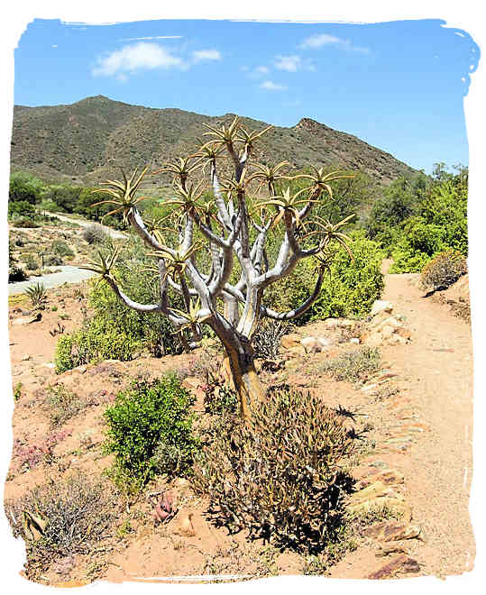 Typical Karoo landscape in the National Botanical Gardens at Worcester - The Great Karoo Climate, Karoo National Park South Africa