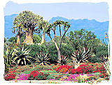 Desert flora landscape in the Karoo National Park