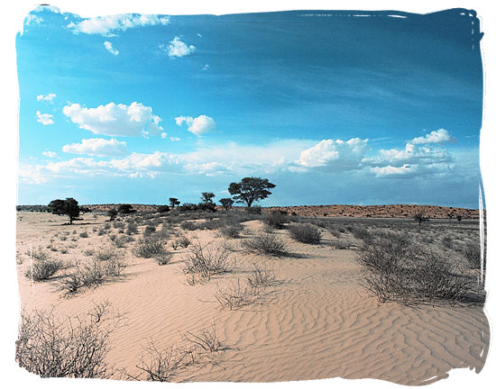 The semi-arid habitat of the Kgalagadi Transfrontier Park in the southern Kalahari desert