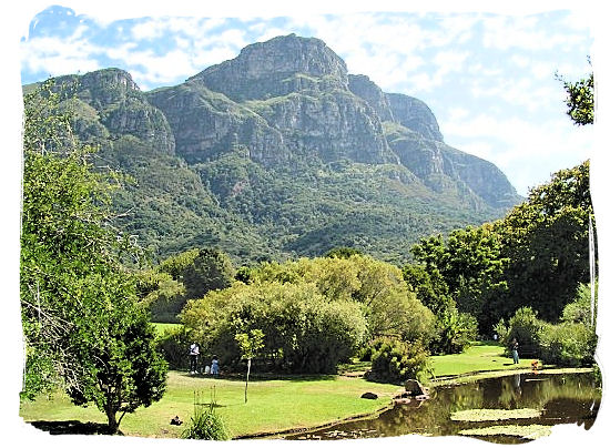 Kirstenbosch Gardens is situated right at the foot of the eastern slopes of Table Mountain - Kirstenbosch Botanical Gardens, Home to Stunning Protea flowers