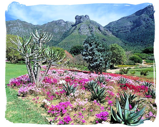 Landscape at Kirstenbosch with some Aloe plants in the foreground - Kirstenbosch Botanical Gardens, Home to Stunning Protea flowers