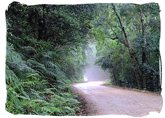 Inside the dense indigenous National Lake Area forest