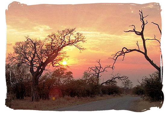 Sunset landscape in the Kruger National park - Kruger National Park wildlife