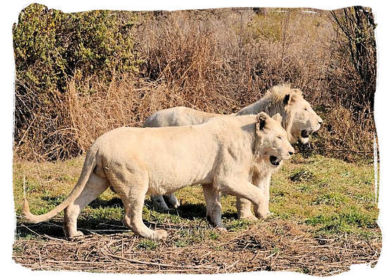 A pair of the extremely rare white lions in the Krugersdorp Game Reserve - City of Johannesburg South Africa Attractions, the Top 15<br>Photograph by John Karwoski