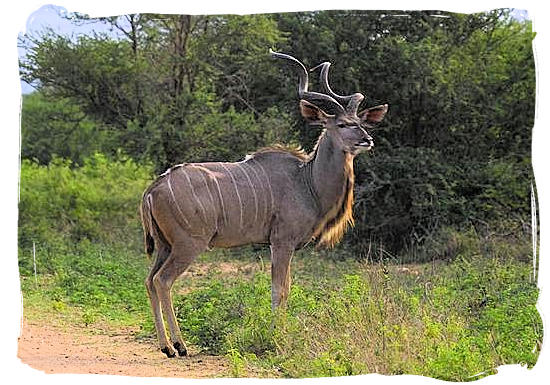 Kudu bull near Punda Maria rest camp