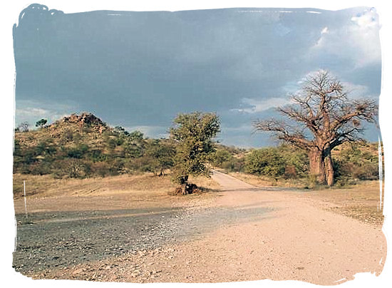Landscape in Mapungubwe National Park- Mapungubwe region