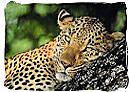The Leopard, a member of the Big Five