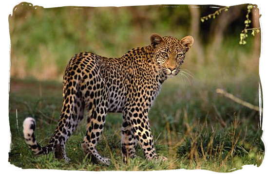 Leopard - Boulders Bush Lodge, Kruger National Park, South Africa