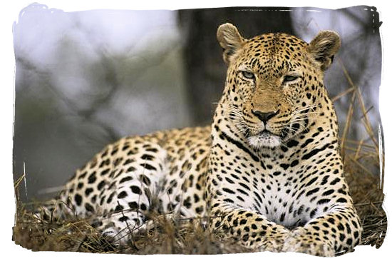 Leopard’s gaze - Orpen rest camp in the Kruger National Park, South Africa