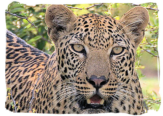 This Leopard with its intense look does not look all that happy