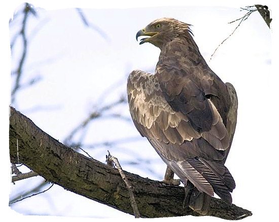 Lesser Spotted Eagle (Aquila pomarina), one of the 400 bird species - Mapungubwe National Park, cultural landscape, region, ruins