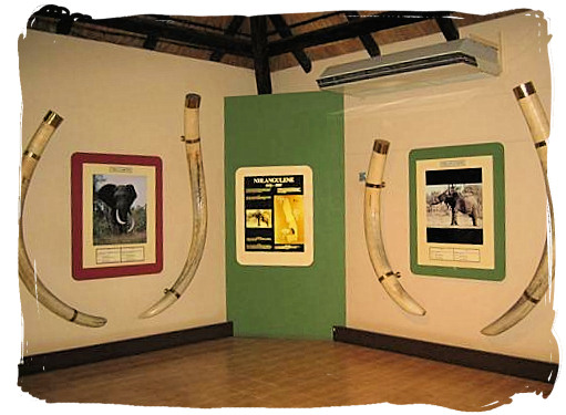 Elephant Hall of fame at the Letaba main rest camp, Kruger National Park, South Africa