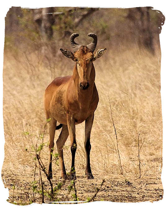 The rare Lichtenstein’s Hartebeest - Sirheni Bushveld Camp, Kruger National Park Safari, South Africa