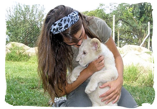 Cuddling a rare white lion pup at the Lion Park near Johannesburg - Johannesburg Weather Forecast and Conditions