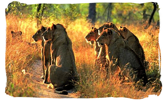 Pride of Lions on the hunt - Tsendze Camping site, Kruger National Park, South Africa
