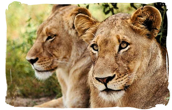 Lionesses in the Kruger National Park - Mopani rest camp