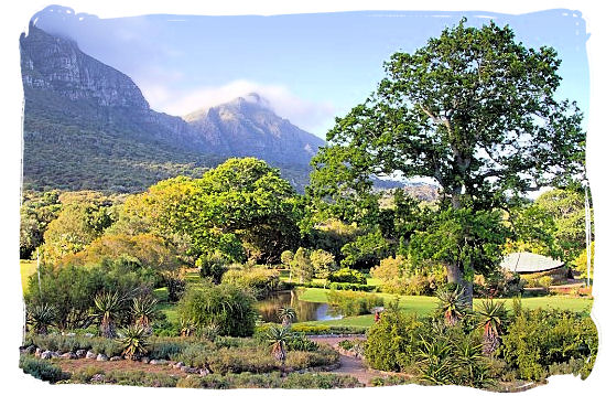 Beautiful Kirstenbosch landscape at the foot of the eastern slope of table Mountain - Kirstenbosch Botanical Gardens, Home to Stunning Protea flowers