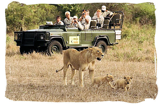 Lion encounter on a game drive in Mala Mala private game reserve