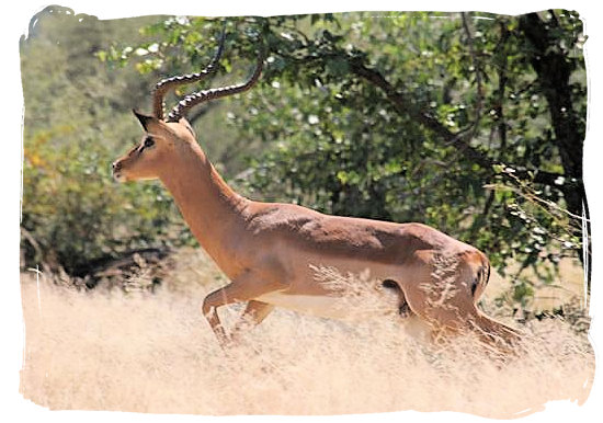 Male Impala on the run in the Mapungubwe Park