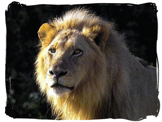 His majesty King Lion - Satara Rest Camp in the Kruger National Park South Africa