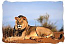 Male Lion