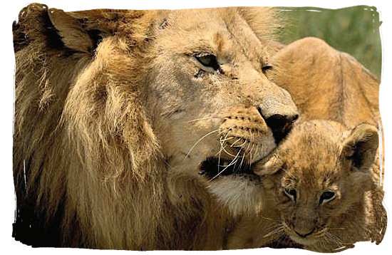 Daddy Lion comforting its youngster