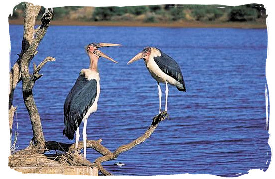 Maraboe conversation - Lower Sabie Rest Camp in the Kruger National Park, South Africa