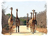 Giraffes in the Kruger National Park 