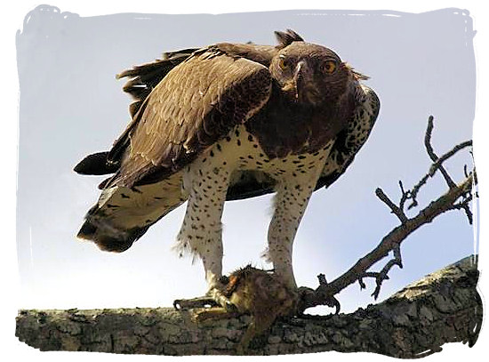 Martial Eagle - Kgalagadi Park in the Kalahari, South Africa