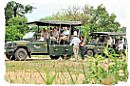 Safari game drive vehicle face to face with two Rhino's