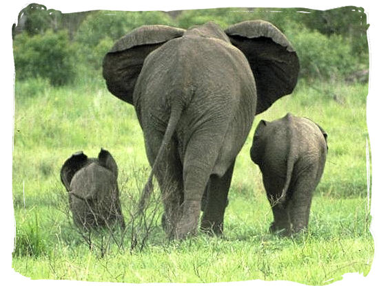 Elephant mom and her kids near the rest camp - Shingwedzi Rest Camp, Kruger National Park, South Africa