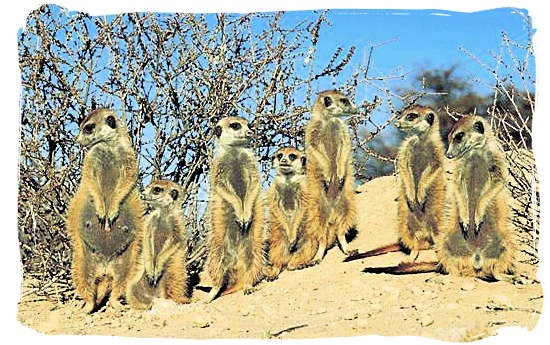 Mongoose family, well adapted to the blazing desert heat