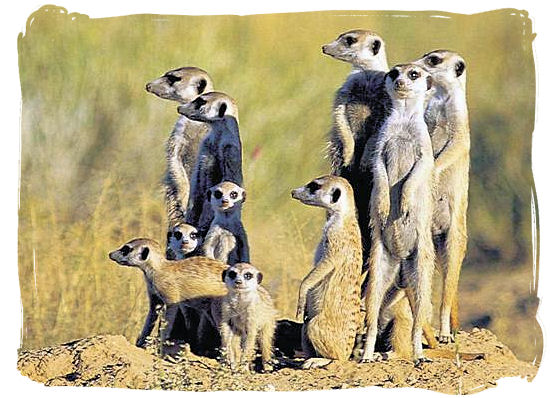 Mongoose family, divided attention