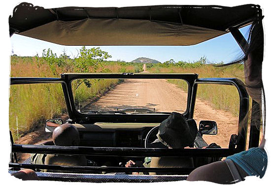 Morning game drive in the Kruger National Park