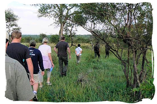 Guided morning bush walk accompanied by armed rangers